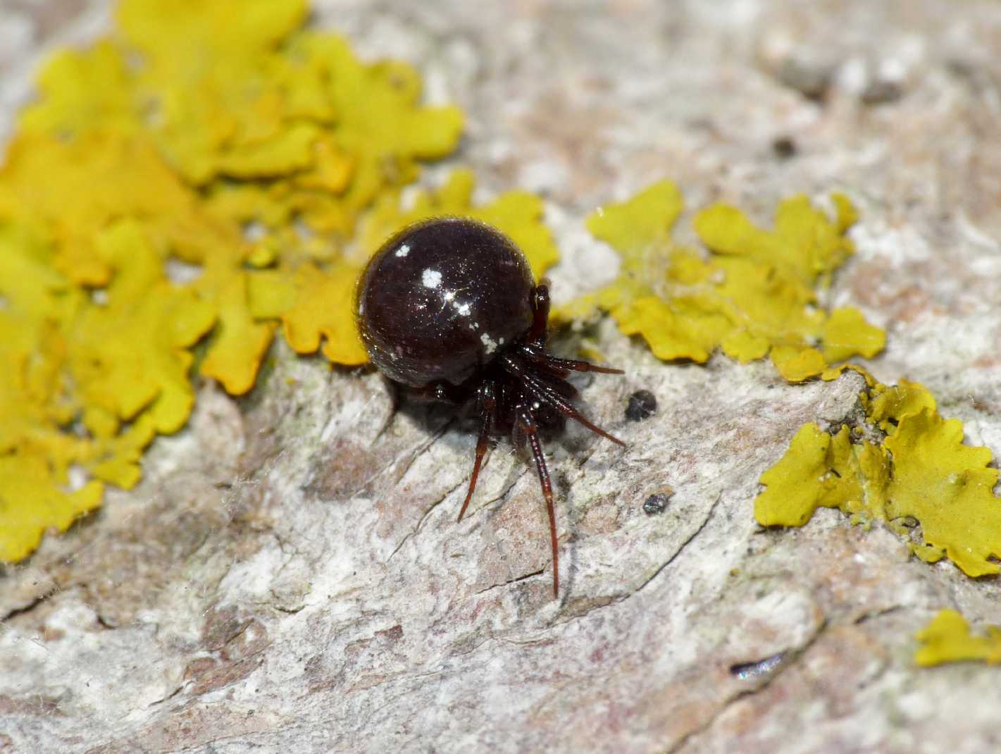 Crustulina sp.